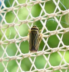 Amblysellus curtisii thumbnail 1