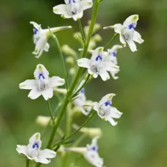 Pale Larkspur thumbnail 4