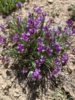 Starveling Milkvetch thumbnail 1
