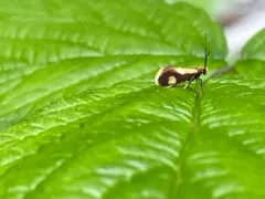 Epimartyria bimaculella thumbnail 3