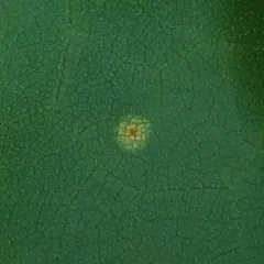 Uromyces silphii thumbnail 2
