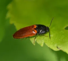 Ampedus sanguinipennis thumbnail 1