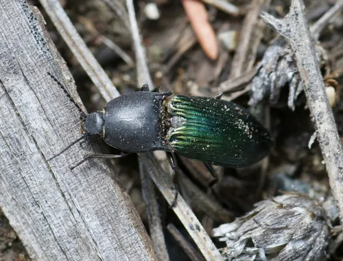 Metallic Click Beetle