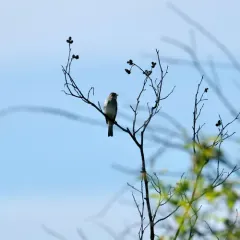 Alder Flycatcher thumbnail 4