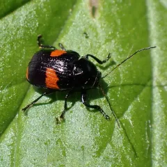 Red-Banded Bassar thumbnail 3
