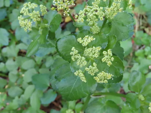 Alexanders