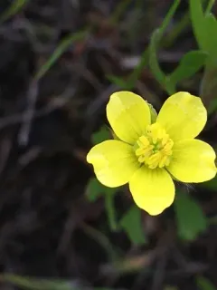 Corn buttercup thumbnail 3