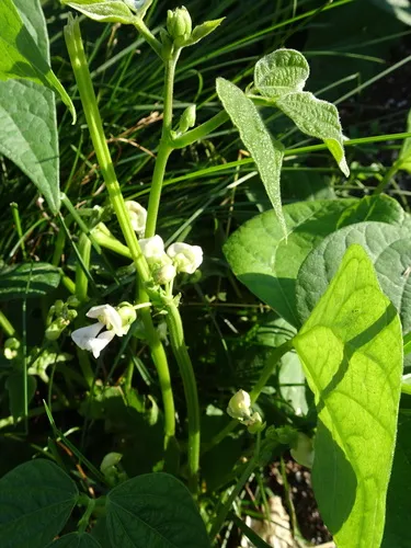Common Bean