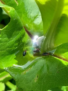 Rosinweed Leaf Miner thumbnail 1