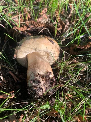 Paxillus vernalis