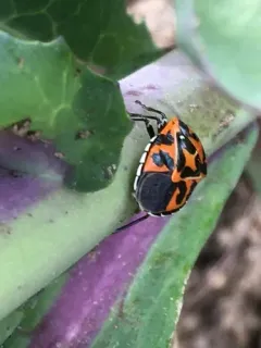 Harlequin Bug thumbnail 2