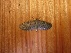 White-spotted Pug Moth thumbnail 3
