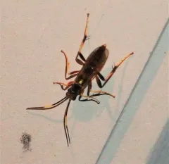 Polytribax contiguus thumbnail 1