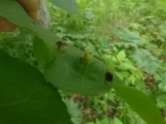 Phylloxera caryaefoliae thumbnail 2