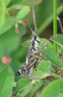 Payette's Short-wing Grasshopper thumbnail 1