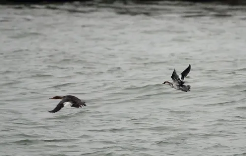 Smew