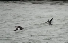 Smew thumbnail 1
