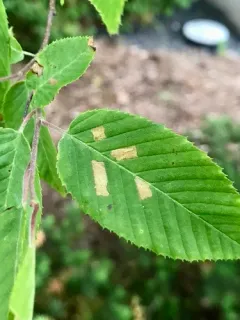 Coleophora ostryae thumbnail 1