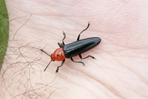 Languria bicolor