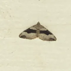 Xanthorhoe defensaria thumbnail 3