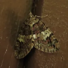 Furious Carpet Moth thumbnail 3