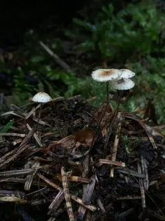 Paragymnopus sequoiae thumbnail 3