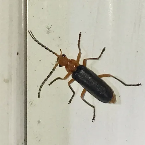 Tomentous Soldier Beetle