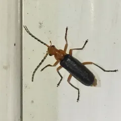 Tomentous Soldier Beetle thumbnail 1