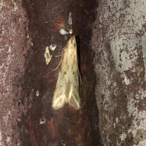 Burdock Seedhead Moth