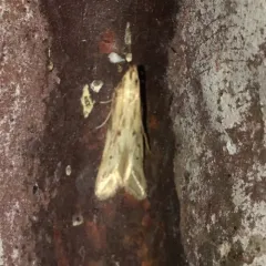 Burdock Seedhead Moth thumbnail 1