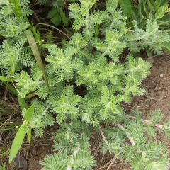 Silky Prairie Clover thumbnail 4