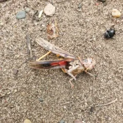 Coral-winged Grasshopper thumbnail 2