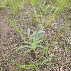 Woolly Plantain thumbnail 4