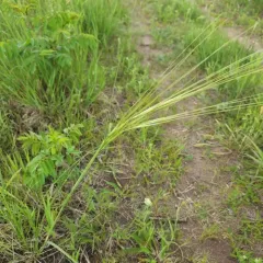porcupine needlegrass thumbnail 2