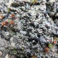 Granular Mottled-disk Lichen thumbnail 3