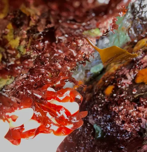 red sea leaf
