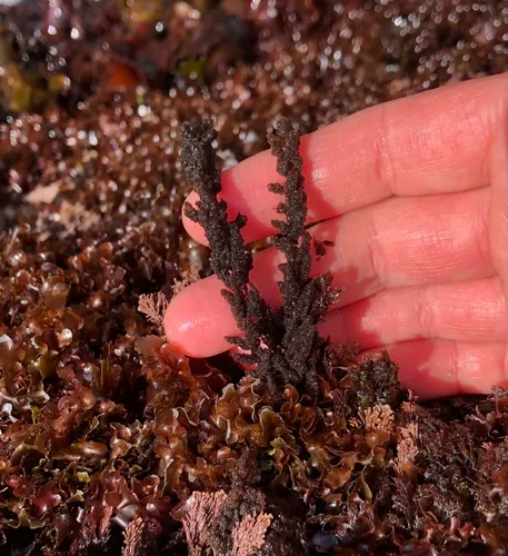 beauty bush alga