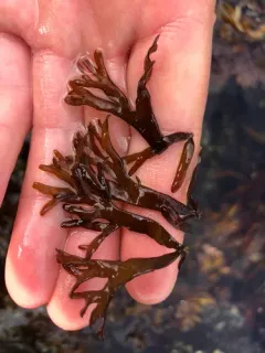 Mazzaella affinis thumbnail 1