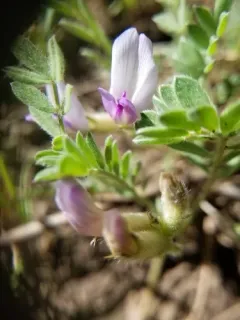 Silverleaf Milkvetch thumbnail 3