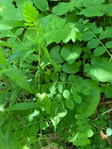 Wild Liquorice