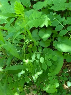 Wild Liquorice thumbnail 1