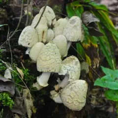scaly ink cap thumbnail 2