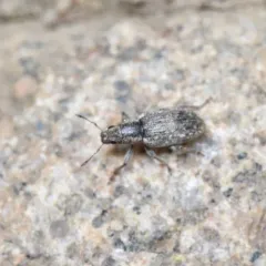Sweetclover weevil thumbnail 3