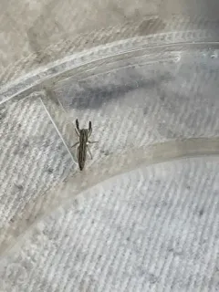 Pike Slender Jumper thumbnail 4