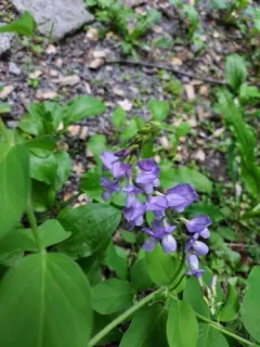 Eastern Goat's-rue thumbnail 2