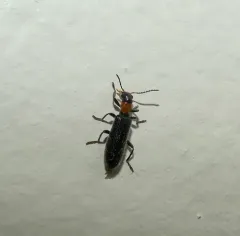 Bicolored Checkered Beetle thumbnail 2