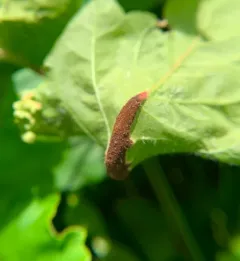 Poison ivy rust thumbnail 2
