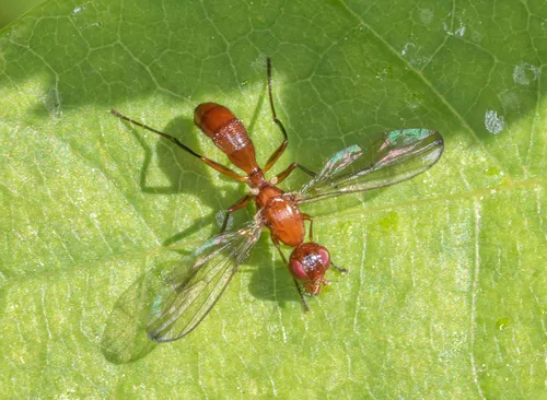Sepsisoma flavescens