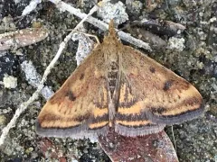 Mottled Pyrausta Moth thumbnail 2