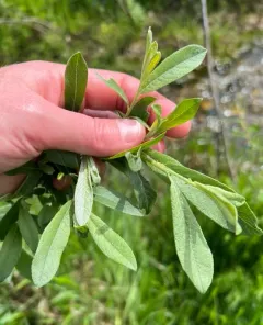 drummond's willow thumbnail 3